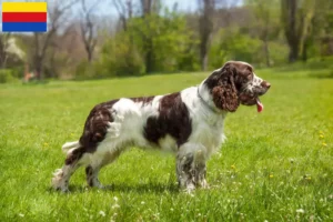 Mehr über den Artikel erfahren English Springer Spaniel Züchter und Welpen in Nordholland