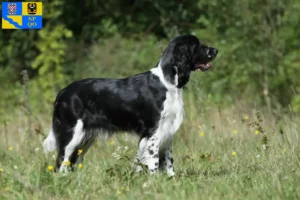 Mehr über den Artikel erfahren English Springer Spaniel Züchter und Welpen in Olmütz