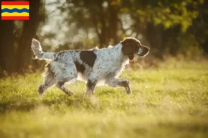 Mehr über den Artikel erfahren English Springer Spaniel Züchter und Welpen in Overijssel