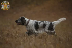 Mehr über den Artikel erfahren English Springer Spaniel Züchter und Welpen in Prag