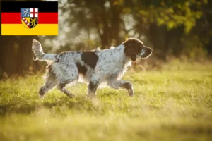 Mehr über den Artikel erfahren English Springer Spaniel Züchter und Welpen im Saarland