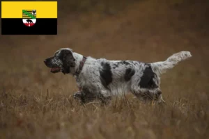 Read more about the article English Springer Spaniel Züchter und Welpen in Sachsen-Anhalt