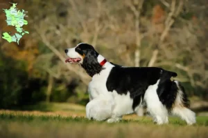 Mehr über den Artikel erfahren English Springer Spaniel Züchter und Welpen in Sjælland