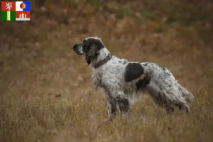 Mehr über den Artikel erfahren English Springer Spaniel Züchter und Welpen in Südböhmen