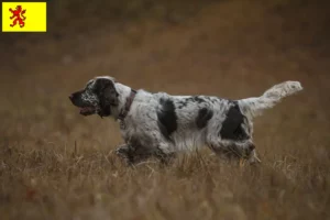 Mehr über den Artikel erfahren English Springer Spaniel Züchter und Welpen in Südholland