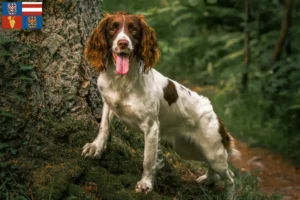 Mehr über den Artikel erfahren English Springer Spaniel Züchter und Welpen in Südmähren