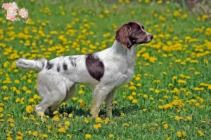 Mehr über den Artikel erfahren English Springer Spaniel Züchter und Welpen in Syddanmark