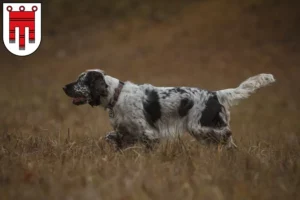 Mehr über den Artikel erfahren English Springer Spaniel Züchter und Welpen in Vorarlberg