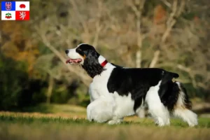 Mehr über den Artikel erfahren English Springer Spaniel Züchter und Welpen in Vysočina