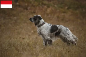 Mehr über den Artikel erfahren English Springer Spaniel Züchter und Welpen in Wien