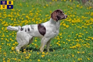 Mehr über den Artikel erfahren English Springer Spaniel Züchter und Welpen in Zlín