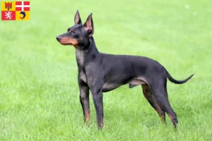 Mehr über den Artikel erfahren English Toy Terrier Züchter und Welpen in Auvergne-Rhône-Alpes