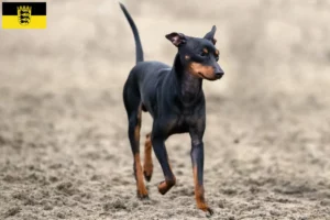 Mehr über den Artikel erfahren English Toy Terrier Züchter und Welpen in Baden-Württemberg