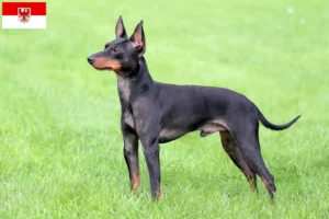 Mehr über den Artikel erfahren English Toy Terrier Züchter und Welpen in Brandenburg