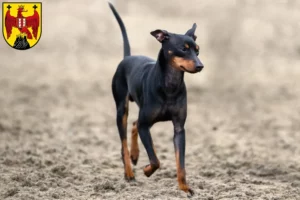 Mehr über den Artikel erfahren English Toy Terrier Züchter und Welpen im Burgenland