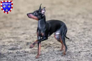 Mehr über den Artikel erfahren English Toy Terrier Züchter und Welpen in Centre-Val de Loire