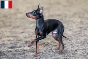 Mehr über den Artikel erfahren English Toy Terrier Züchter und Welpen in Frankreich