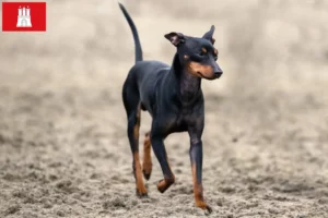 Mehr über den Artikel erfahren English Toy Terrier Züchter und Welpen in Hamburg