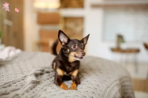 Mehr über den Artikel erfahren English Toy Terrier Züchter und Welpen in Hovedstaden