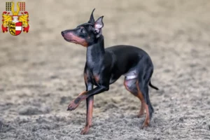 Mehr über den Artikel erfahren English Toy Terrier Züchter und Welpen in Kärnten