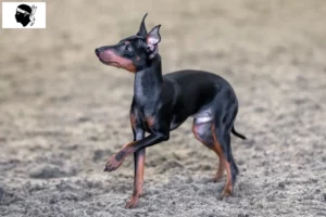 Mehr über den Artikel erfahren English Toy Terrier Züchter und Welpen auf Korsika