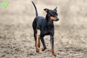 Mehr über den Artikel erfahren English Toy Terrier Züchter und Welpen in Midtjylland