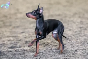 Mehr über den Artikel erfahren English Toy Terrier Züchter und Welpen in Nordjylland