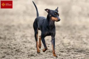 Mehr über den Artikel erfahren English Toy Terrier Züchter und Welpen in Okzitanien