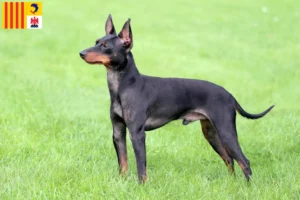 Mehr über den Artikel erfahren English Toy Terrier Züchter und Welpen in der Provence-Alpes-Côte d’Azur