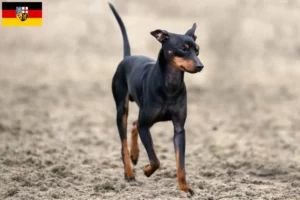 Mehr über den Artikel erfahren English Toy Terrier Züchter und Welpen im Saarland