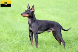 Mehr über den Artikel erfahren English Toy Terrier Züchter und Welpen in Sachsen-Anhalt