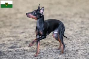 Mehr über den Artikel erfahren English Toy Terrier Züchter und Welpen in Sachsen