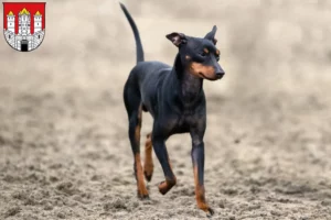 Mehr über den Artikel erfahren English Toy Terrier Züchter und Welpen in Salzburg