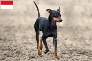 Mehr über den Artikel erfahren English Toy Terrier Züchter und Welpen in Wien