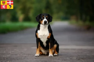 Mehr über den Artikel erfahren Entlebucher Sennenhund Züchter und Welpen in Auvergne-Rhône-Alpes