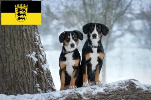 Mehr über den Artikel erfahren Entlebucher Sennenhund Züchter und Welpen in Baden-Württemberg
