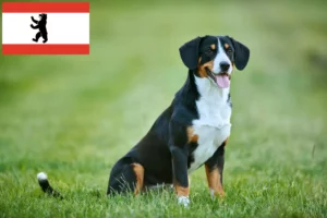 Mehr über den Artikel erfahren Entlebucher Sennenhund Züchter und Welpen in Berlin