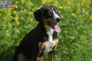 Mehr über den Artikel erfahren Entlebucher Sennenhund Züchter und Welpen in Bourgogne-Franche-Comté