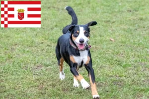 Mehr über den Artikel erfahren Entlebucher Sennenhund Züchter und Welpen in Bremen