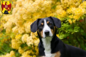 Mehr über den Artikel erfahren Entlebucher Sennenhund Züchter und Welpen im Burgenland