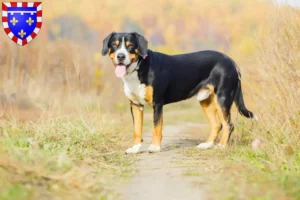 Mehr über den Artikel erfahren Entlebucher Sennenhund Züchter und Welpen in Centre-Val de Loire