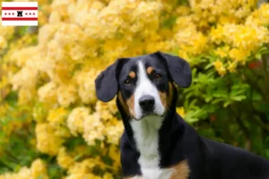 Mehr über den Artikel erfahren Entlebucher Sennenhund Züchter und Welpen in Drenthe