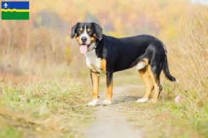 Mehr über den Artikel erfahren Entlebucher Sennenhund Züchter und Welpen in Flevoland