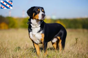 Mehr über den Artikel erfahren Entlebucher Sennenhund Züchter und Welpen in Friesland