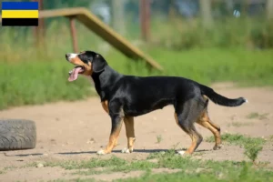 Mehr über den Artikel erfahren Entlebucher Sennenhund Züchter und Welpen in Gelderland