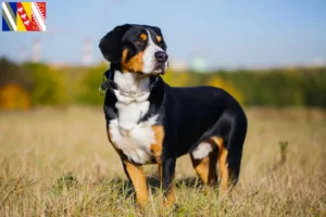 Mehr über den Artikel erfahren Entlebucher Sennenhund Züchter und Welpen in Grand Est