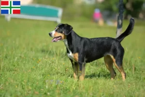 Mehr über den Artikel erfahren Entlebucher Sennenhund Züchter und Welpen in Groningen