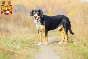 Mehr über den Artikel erfahren Entlebucher Sennenhund Züchter und Welpen in Kärnten