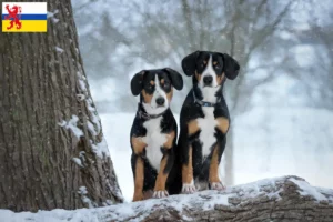 Mehr über den Artikel erfahren Entlebucher Sennenhund Züchter und Welpen in Limburg