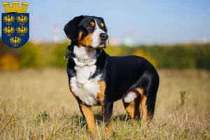 Mehr über den Artikel erfahren Entlebucher Sennenhund Züchter und Welpen in Niederösterreich